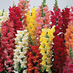 Climbing Mix Snapdragon Seeds (Antirrhinum majus) | 1000+ Seeds | Vining Snapdragon for Trellises & Vertical Gardens