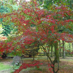 Acer grosseri var. hersii Seeds – Rare Snakebark Maple Tree – Striped Bark Fall Foliage Ornamental Tree or Bonsai ,Cold Hardy Landscape Tree