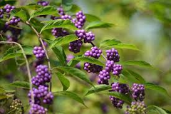 Callicarpa americana Seeds – American Beautyberry Shrub – Ornamental Native Plant with Bright Purple Berries, Wildlife Garden Favorite