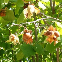 2 Bare Root American Hazelnut Trees, 6-12" Tall, Live Trees, Ready to Plant
