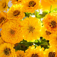 200 Seeds Zinnia Lemon Meringue Mix, Pollinators & Butterflies, Non-GMO, Bright Yellow Flowers, Garden Plants, Easy to Grow, Annual Blooms
