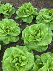 500 Seeds Bibb Lettuce - Lactuca sativa, Butterhead Lettuce Variety, Crisp and Tender, Perfect for Salads and Wraps