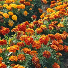 500mg Sparky Mixture Marigold Seeds, Vibrant French Marigolds, Bold Orange & Red Blooms