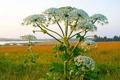 Cow Parsnip Seeds – Heracleum maximum – 1g for Planting, Native Wildflower, Large Umbel Blooms, Great for Naturalized and Meadow Gardens