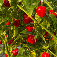 20 Seeds Red Habanero Pepper – Capsicum chinense, Fiery Hot Heirloom Chili