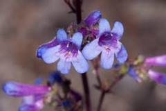 100mg Penstemon humilis - Low Beardtongue Seeds for Alpine Gardens, Pollinator-Friendly Wildflower