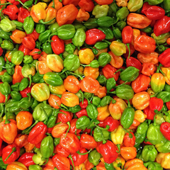 Aji Dulce Pepper Seeds - Heirloom, Non-GMO - Mild Heat (500-1,000 Scoville) - 100 Days to Maturity - USDA Zones 4-10 - Perfect for Sautéing