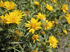Godfrey’s Golden Aster Seeds (Chrysopsis godfreyi) | 25 Seeds | Rare Native Wildflower for Pollinators