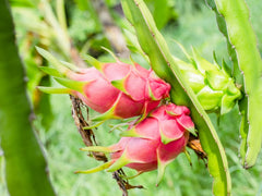 3 American Beauty Dragon Fruit Cuttings | Hylocereus Guatemalensis | Unrooted 8–10” | Self-Pollinating | Sweet Magenta Flesh
