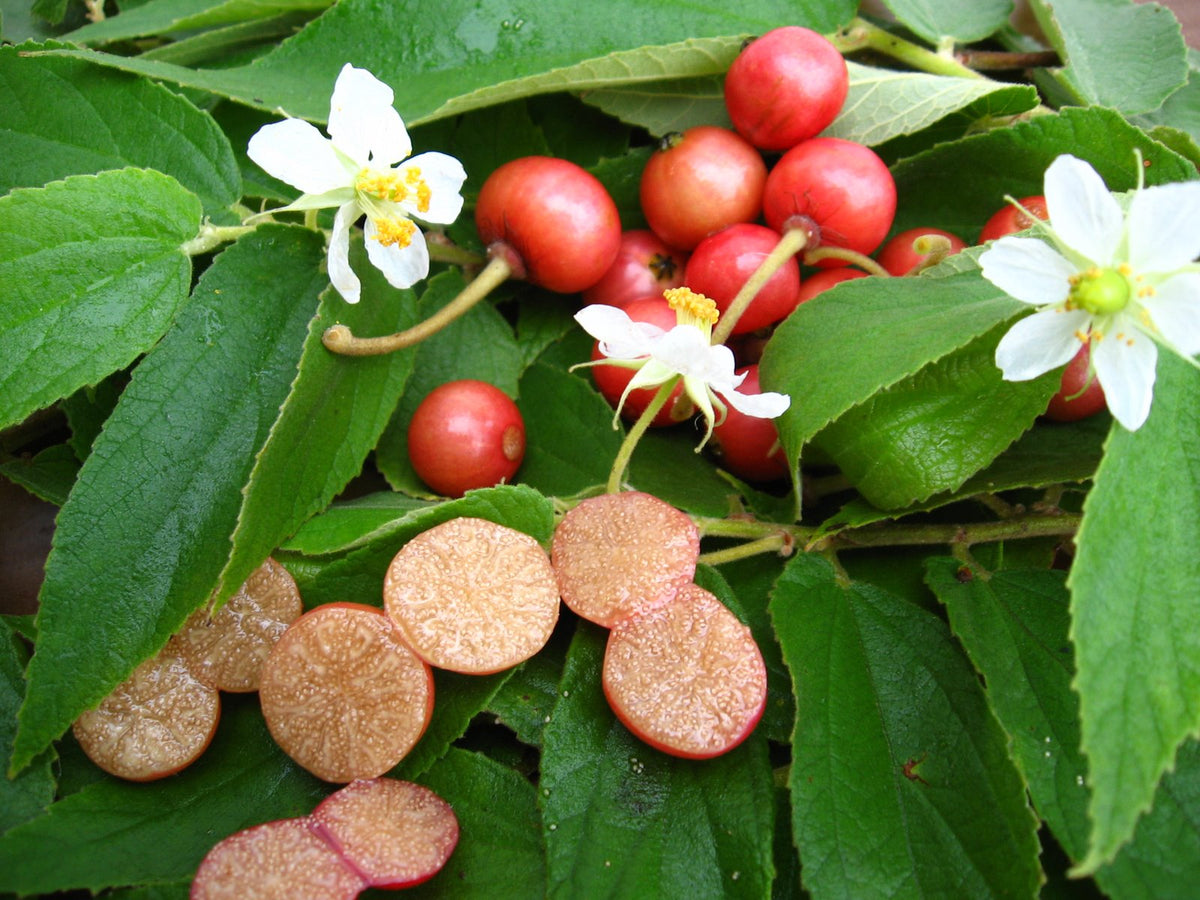 1 Red Jamaican Cherry Tree (Muntingia calabura) | Strawberry Tree | Bare Root Starter Plant | Fast Growing Tropical Fruit Tree