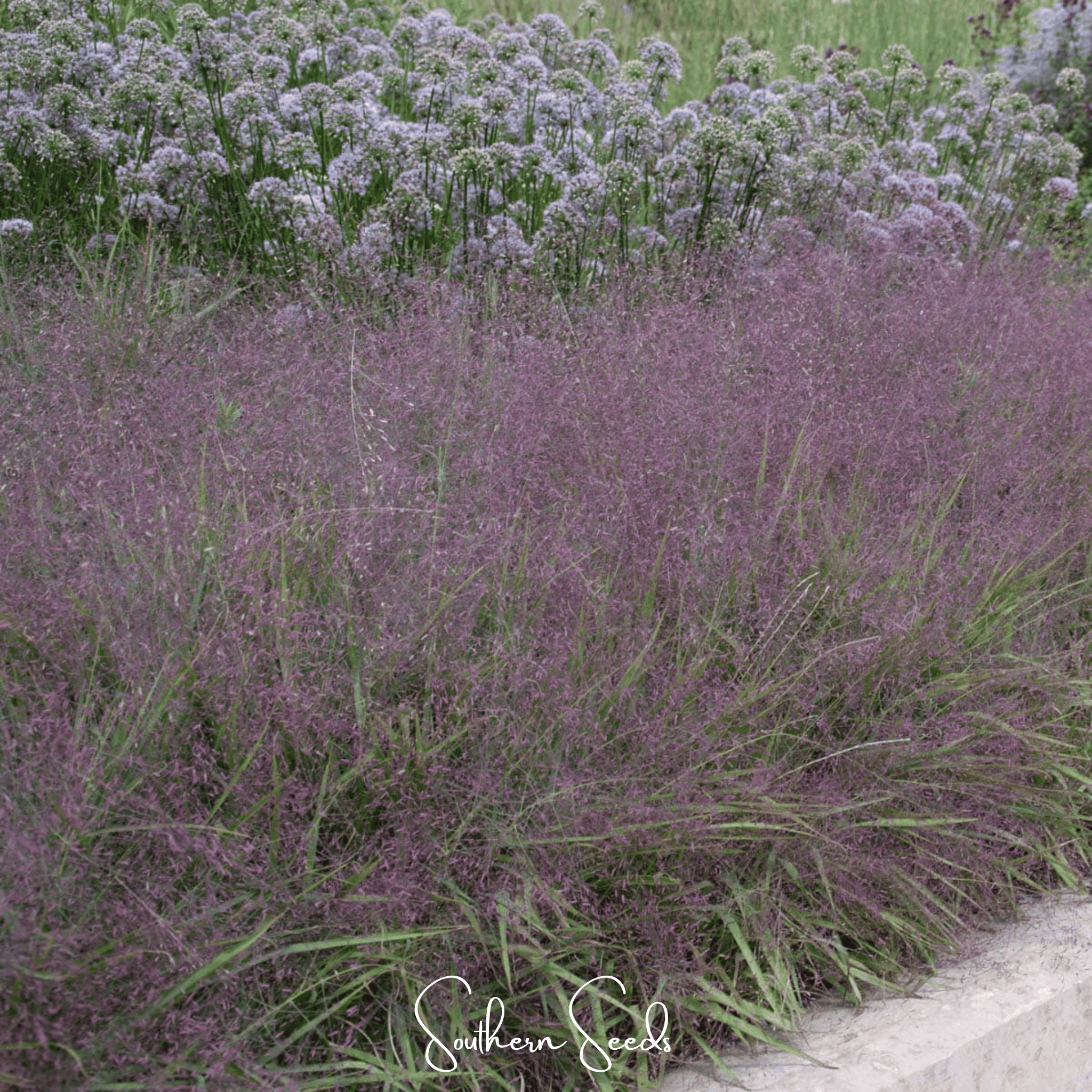 Purple Love Grass – 50 Seeds
