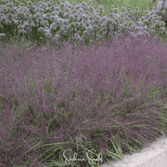 Purple Love Grass – 50 Seeds