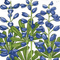 Lupine, Perennial (lb)