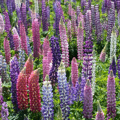 Lupine, Russell (1/4 lb)