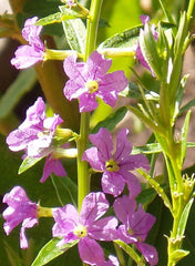 1000 Lythrum alatum Seeds | Winged Loosestrife | Native Perennial Wetland Plant | Pollinator-Friendly Meadow & Garden