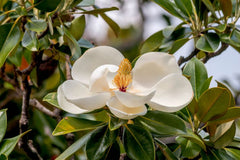 Southern Magnolia Cuttings (Magnolia grandiflora) – 8 Fresh Live Tree Cuttings for Rooting or Grafting | Evergreen Flowering Tree Start