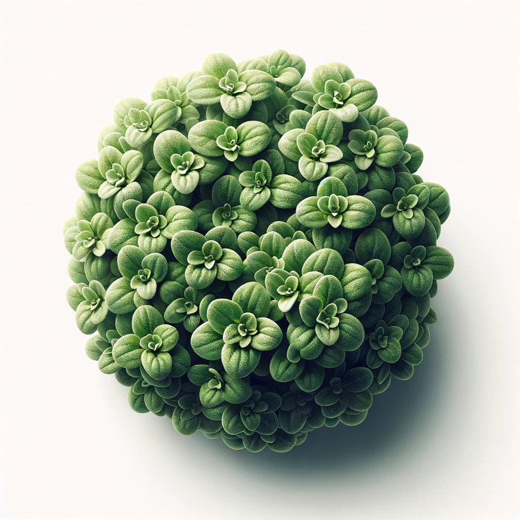 Marjoram (Zaatar) (4x)