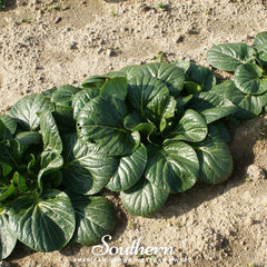 Tatsoi Mustard – 100 Seeds