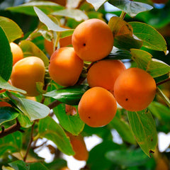American Persimmon Tree (Diospyros virginiana) – Live Bare Root 6–12” Seedling | Cold Hardy Fruit Tree | Native Edible Plant