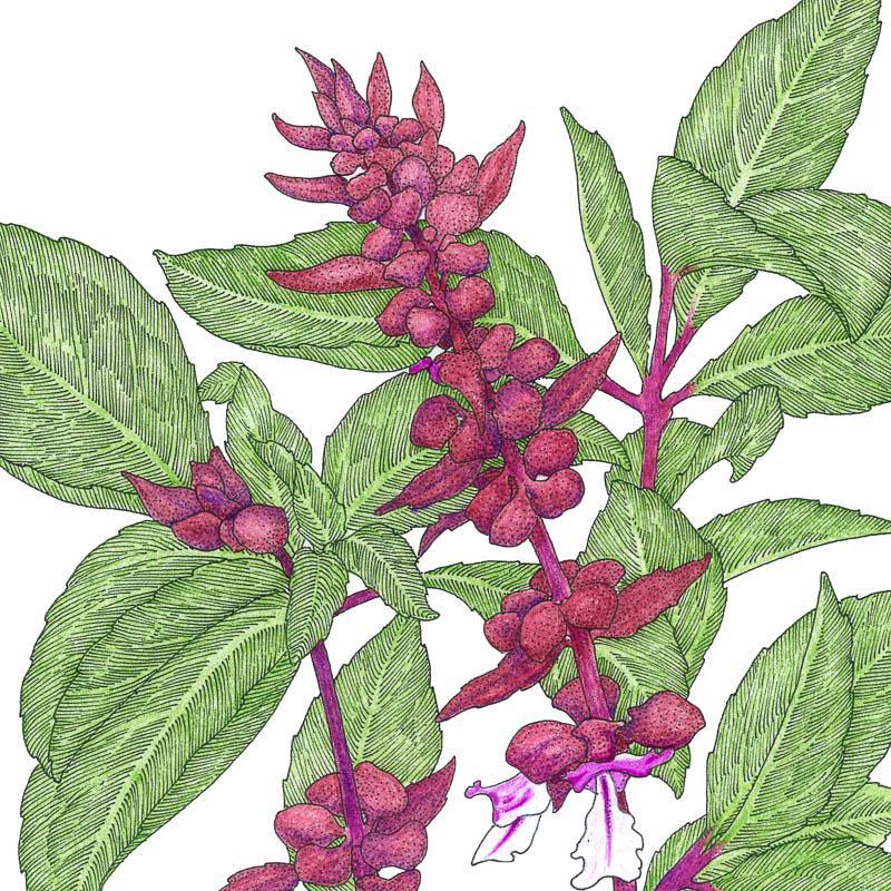 Thai Basil Seeds (Organic)