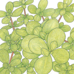 Purslane Greens Seeds (Organic)