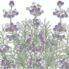 English-Vera Lavender Seeds (Organic)