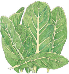 Little Gem Lettuce Seeds (Organic)