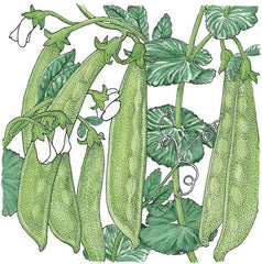 Oregon Sugar Pod Pea Seeds (Organic)
