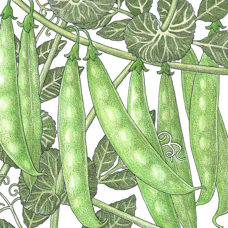 Sugar Snap Pea Seeds (Organic)