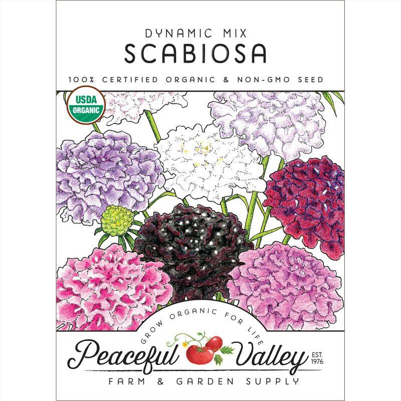 Dynamic Scabiosa Mix (Organic)