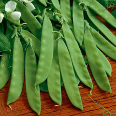 Sugar Daddy Pea Seeds (Organic)