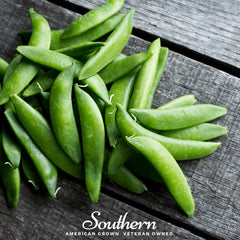 Sugar Daddy Peas – 20 Seeds