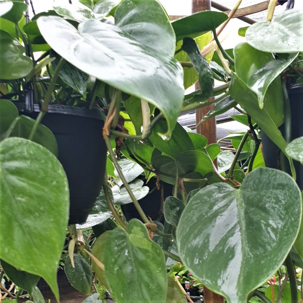 Philodendron Cordatum Heartleaf Rooted Cutting  Live Houseplant | Eas   All U Need Garden Supply