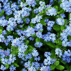 Pixie Patch Seed Collection – 10 Enchanted Varieties