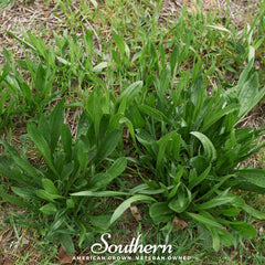 English Plantain – 100 Seeds