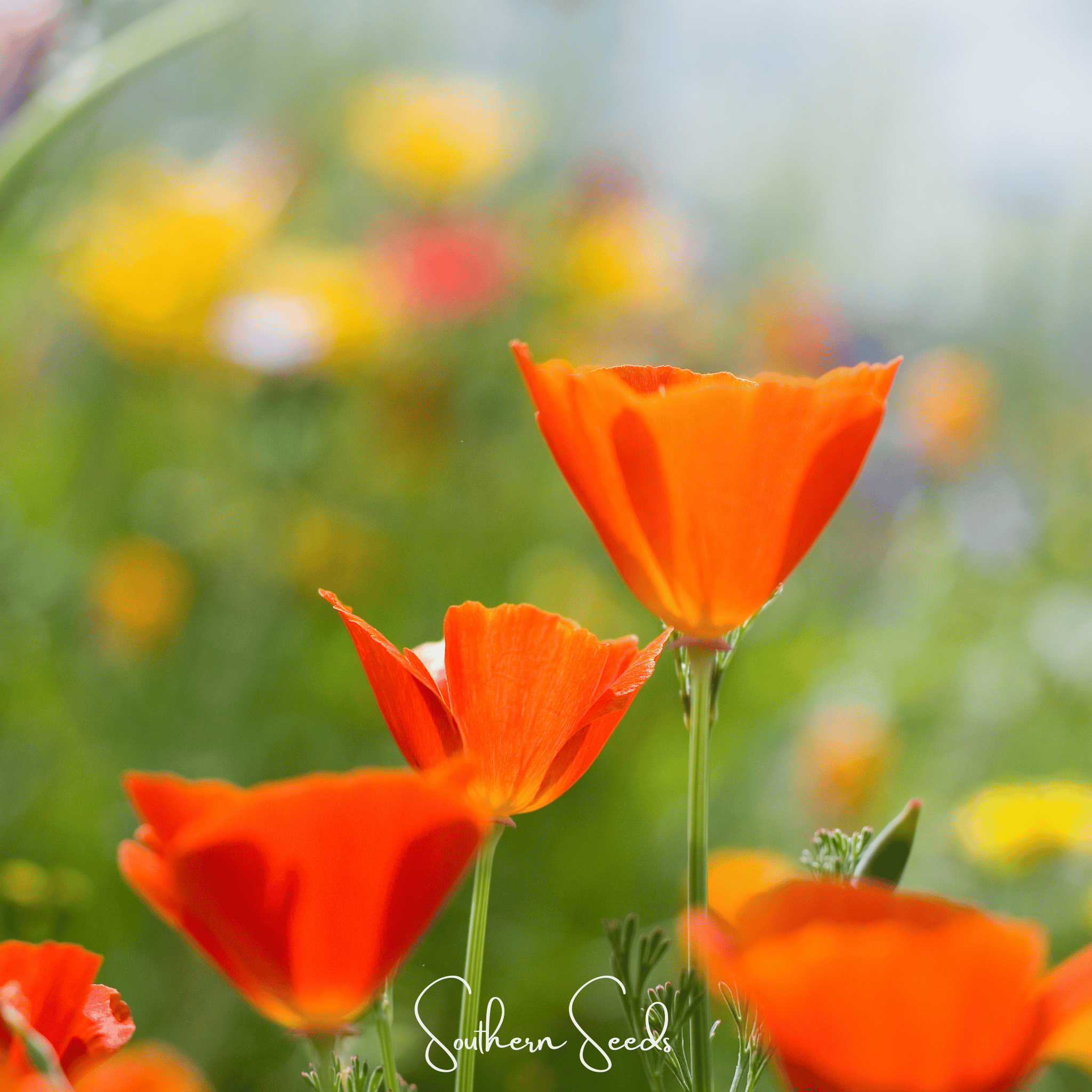 Red Chief California Poppy – 200 Seeds