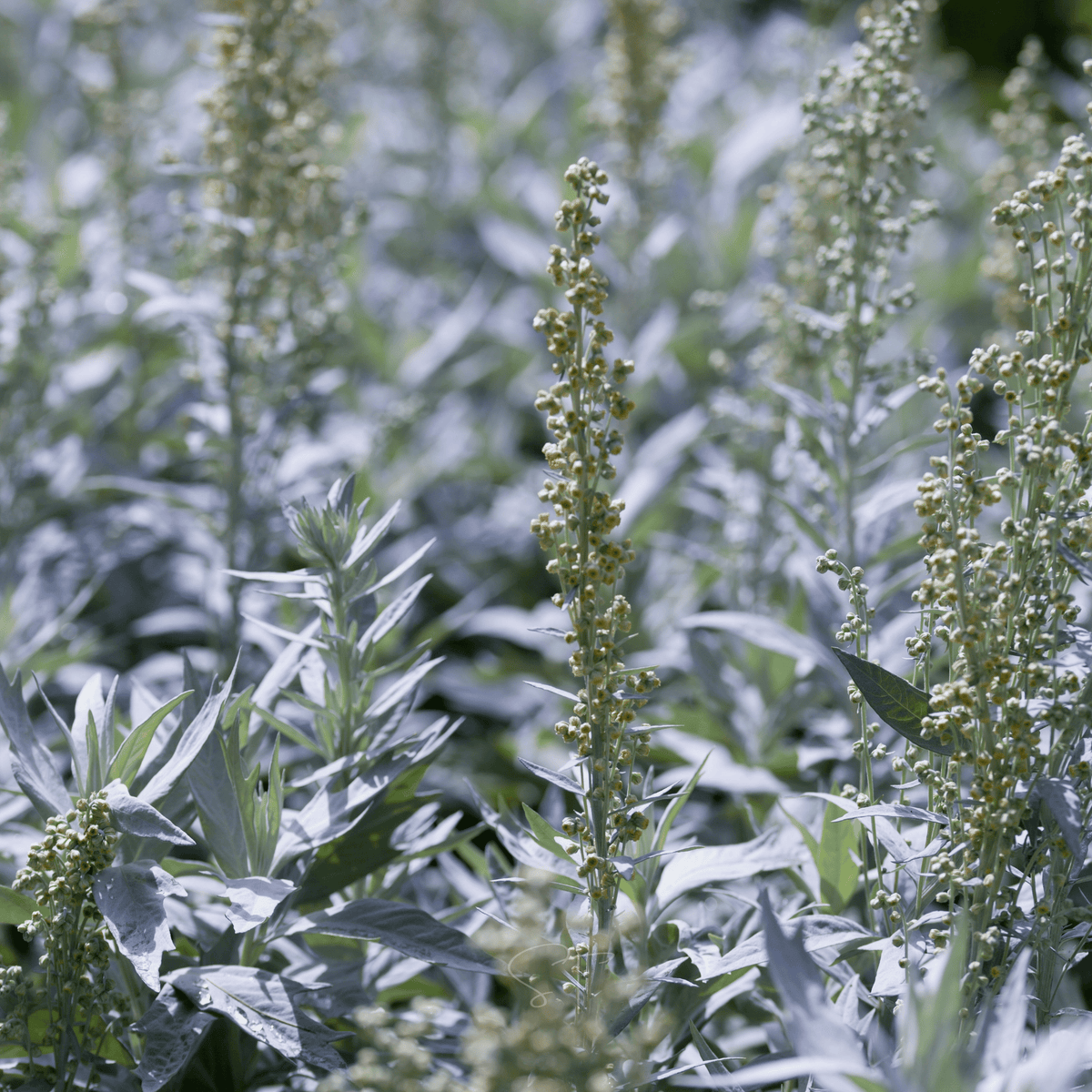 Prairie Sage – 100 Seeds