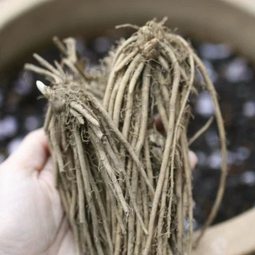 25 Bare Root Asparagus Crowns - Green Mary Washington - 2 Year Old - Hand Picked Nursery Plants