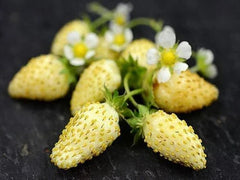 Yellow Wonder Strawberry Seeds - 50 Non-GMO Seeds for Planting - Fragaria x ananassa