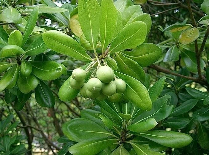 Japanese Cheesewood Tree Seeds (30 Seeds) - Pittosporum tobira, Hardy Evergreen, Fragrant Flowers, Garden Planting