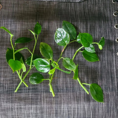 Peperomia 'Cupid' Cuttings - 6 No Root Stem Cuttings - Indoor Houseplant - Easy Care, Low Light Varieties