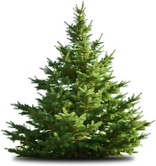 White Pine Tree Seeds - 50 Count - Pinus strobus - Ideal for Planting, Gardening, Landscaping