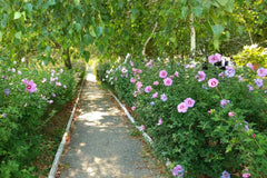 Rose of Sharon Cuttings 16 Rooting Stem Cuttings Hibiscus Syriacus Flowering Bush Hedge