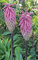 Pink South African Torch Lily Seeds - 25 Perennial Flower Seeds - Kniphofia uvaria - US Seller