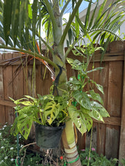 Swiss Cheese Monstera Rooted Cutting | Monstera adansonii | Indoor Houseplant