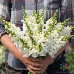 Legend White Snapdragon Seeds - 1000+ Count - Antirrhinum majus - Ideal for Garden Planting - USA Grown