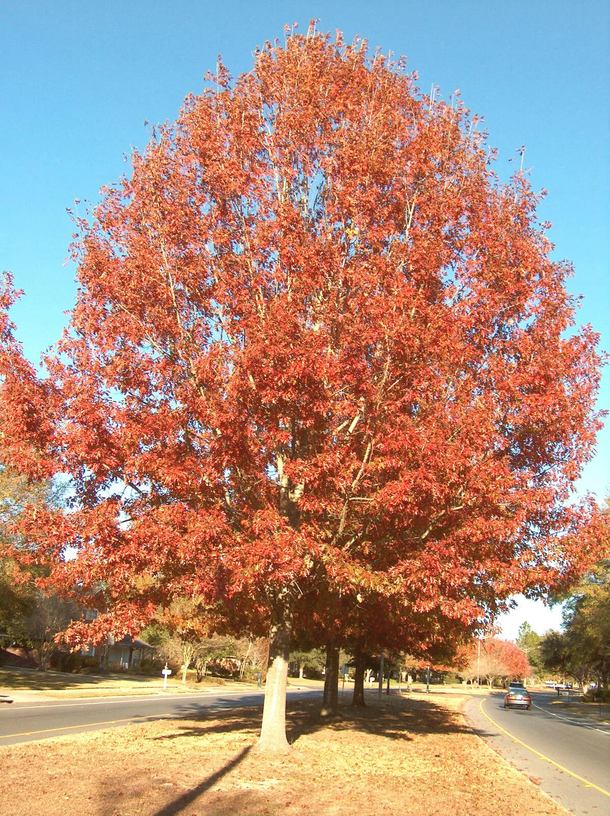 Cherrybark Oak Tree Live Plant 12-16 Inches Bare Root Quercus pagoda Freshly Dug Missouri Grown Zone 5-9
