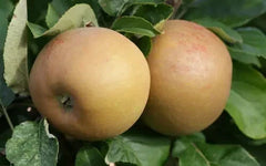 Zabergau Reinette Apple Seeds - 25+ Heirloom Seeds for Garden Planting - Malus domestica - USA
