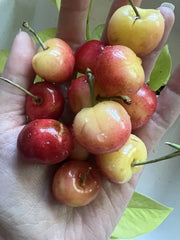 Rainier Cherry Pits - 5 Organic Non-GMO Seeds - Sweet Fruit Tree - Prunus avium