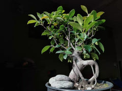 Weeping Fig Bonsai Tree Seeds - 30 Seeds - Ficus benjamina - Indoor Plant, Easy to Grow, Decorative Houseplant